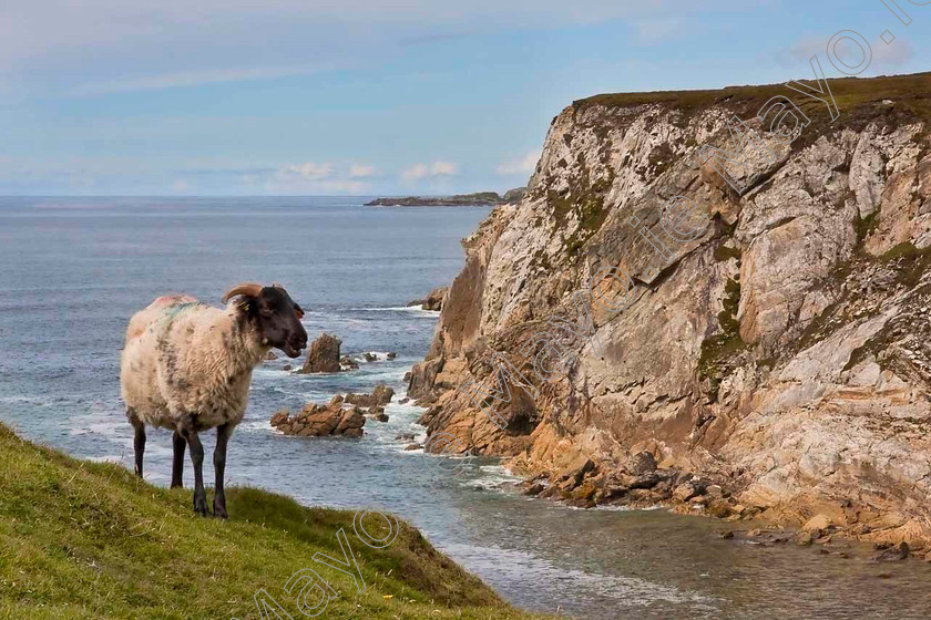 Sheep-&-Cliff