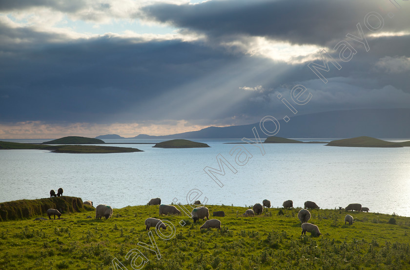 Clew-Bay-at-Evening-Time 
 Sheep grazing beside Clew Bay, Co Mayo, Ireland. 
 Keywords: Irish, bays, coasts, coastlines, coastal, atlantic, islands, outdoors, landscapes, scenery, rural, countryside, scenes, green, fields, sheep, grazing, farms, farming, animals, livestock, views