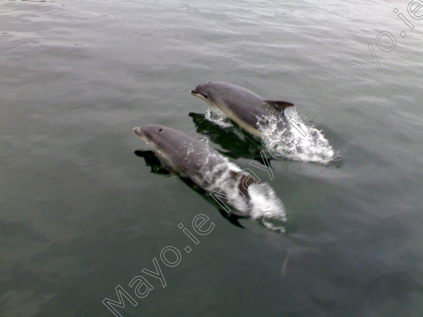 Dolphins-at-Clare-Island